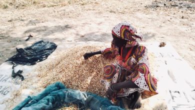 Person sorting grains on a mat, wearing colorful patterned clothing, outdoors on a sunny day.