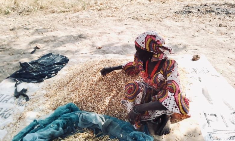 Person sorting grains on a mat, wearing colorful patterned clothing, outdoors on a sunny day.