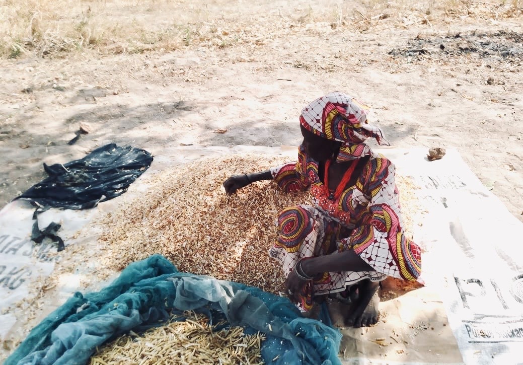 The Women Who Keep Vigil on Their Farms in Adamawa