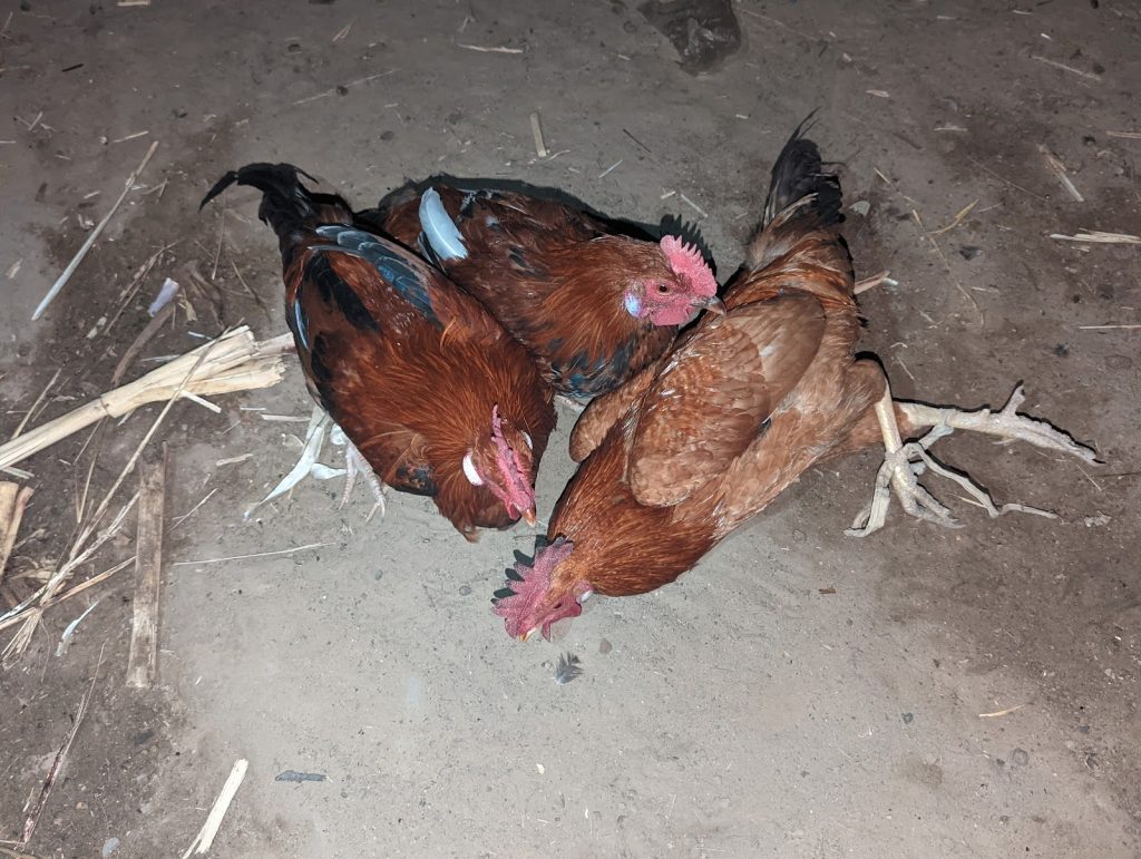 Three brown chickens resting closely together on the ground.