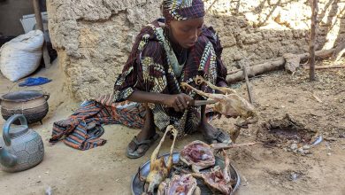 Person preparing poultry outdoors with traditional attire, sitting on the ground next to a stone wall.