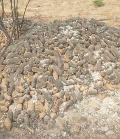 A large pile of yam tubers on the ground in a dry outdoor area.