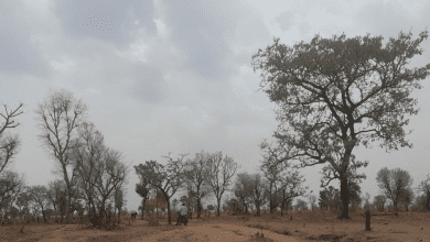 Sparse trees on a dry landscape under a cloudy sky, with a person riding a motorcycle along a dirt path.