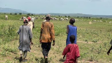 A group of people, including children, walk through a grassy field with cattle in the distance under a clear sky.