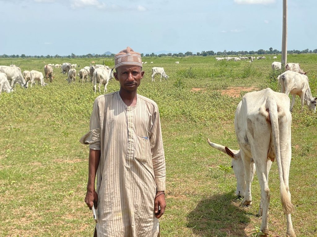 A man stands in a field with grazing cattle under a clear sky.