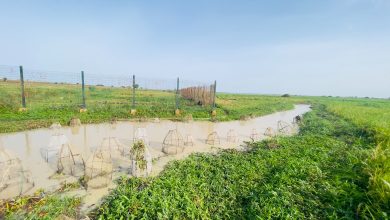 Wire fish traps line a muddy riverbank in a grassy field under a clear blue sky.