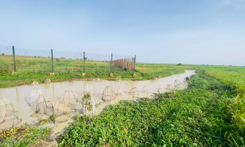 Wire fish traps line a muddy riverbank in a grassy field under a clear blue sky.