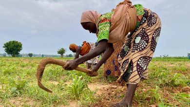 Women in colorful attire farming in a field under a cloudy sky, using tools to tend to crops.