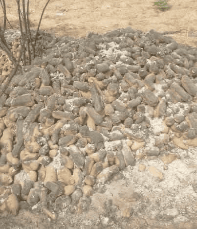 A pile of harvested cassava roots on the ground, surrounded by dry soil and sparse vegetation.